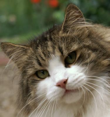 Tamir von der Gronau - Sibirishe Katze